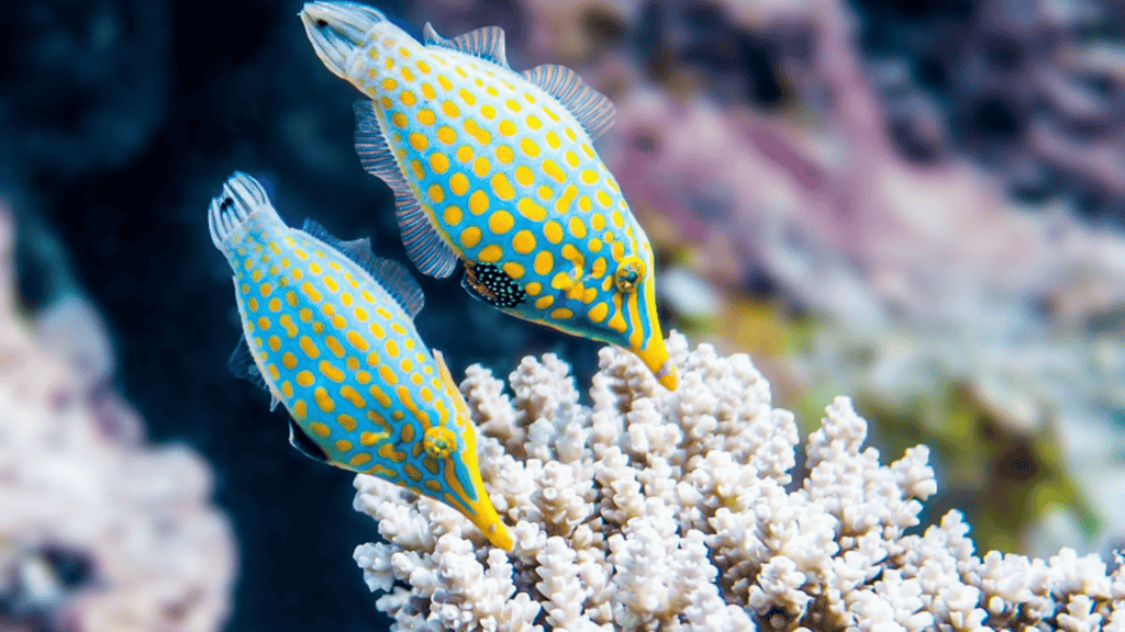 Marine Life Discovery